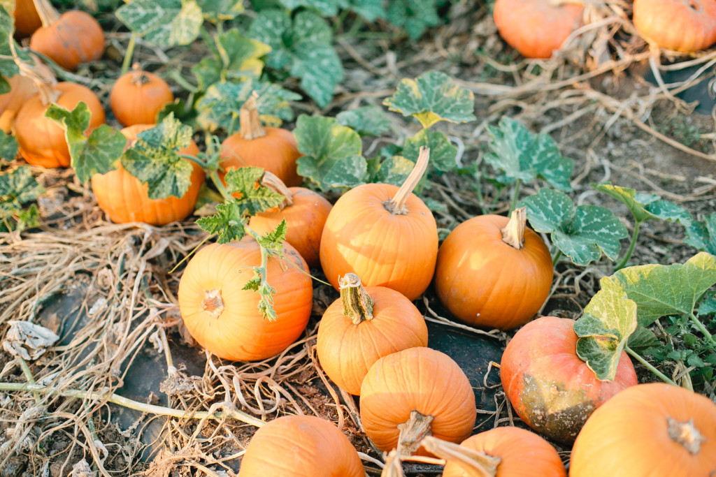 meganwelker-pumpkinpatch-135