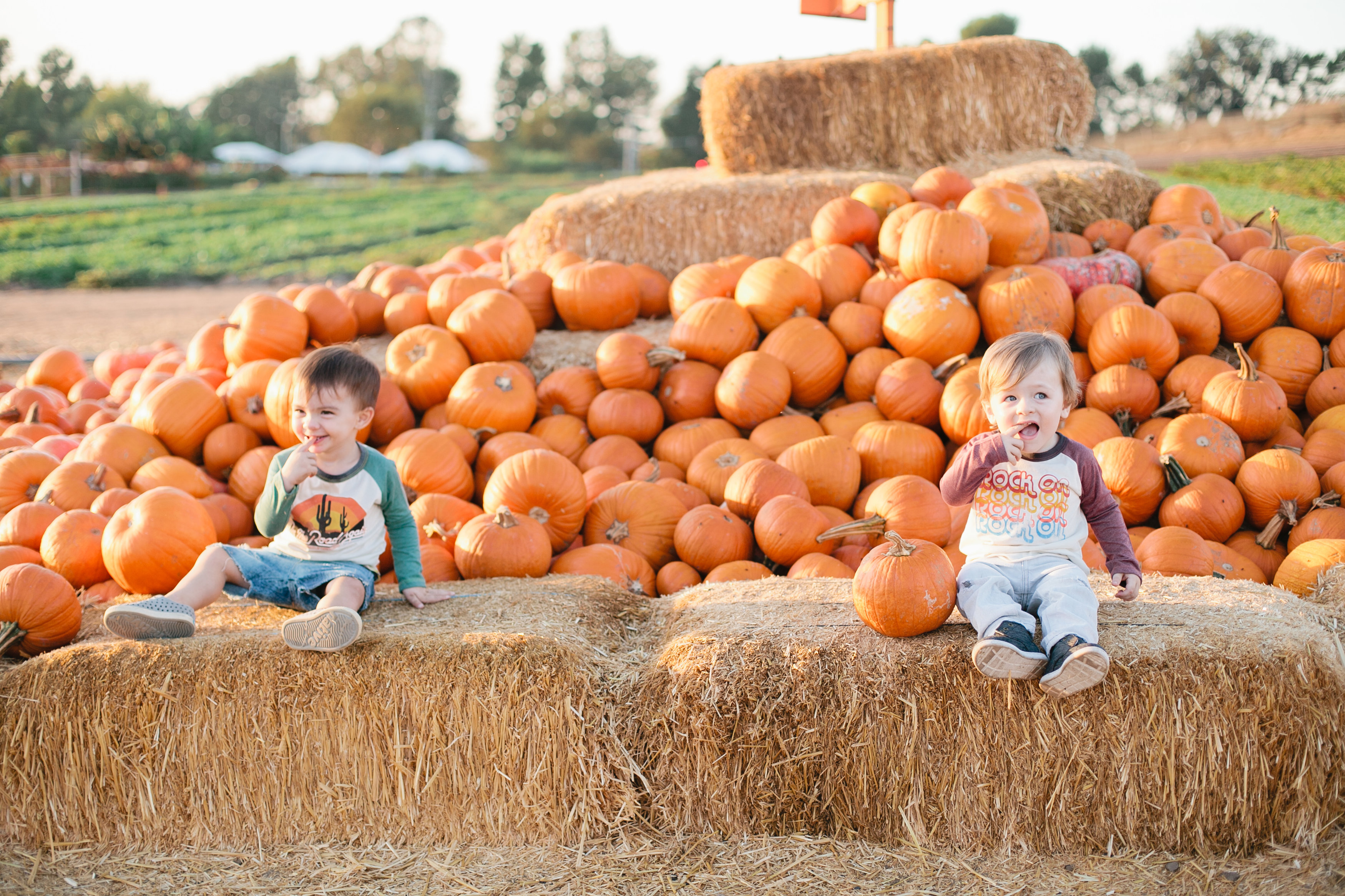 Pumpkin Patch Visit with Hatched Baby