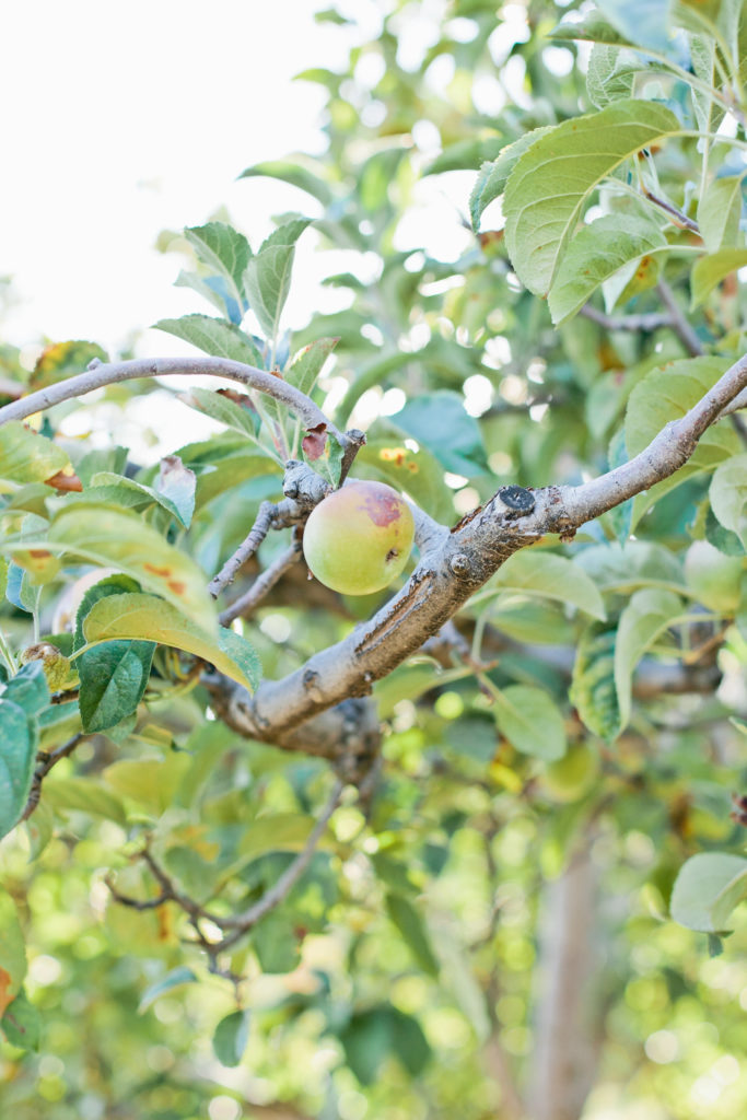 meganwelker-applepicking-191