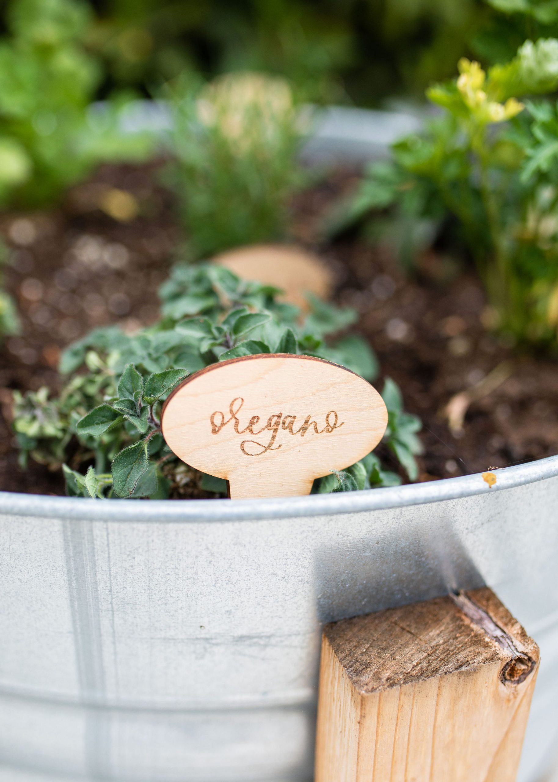 An Easy & Simple DIY Backyard Herb Garden • Beijos Events