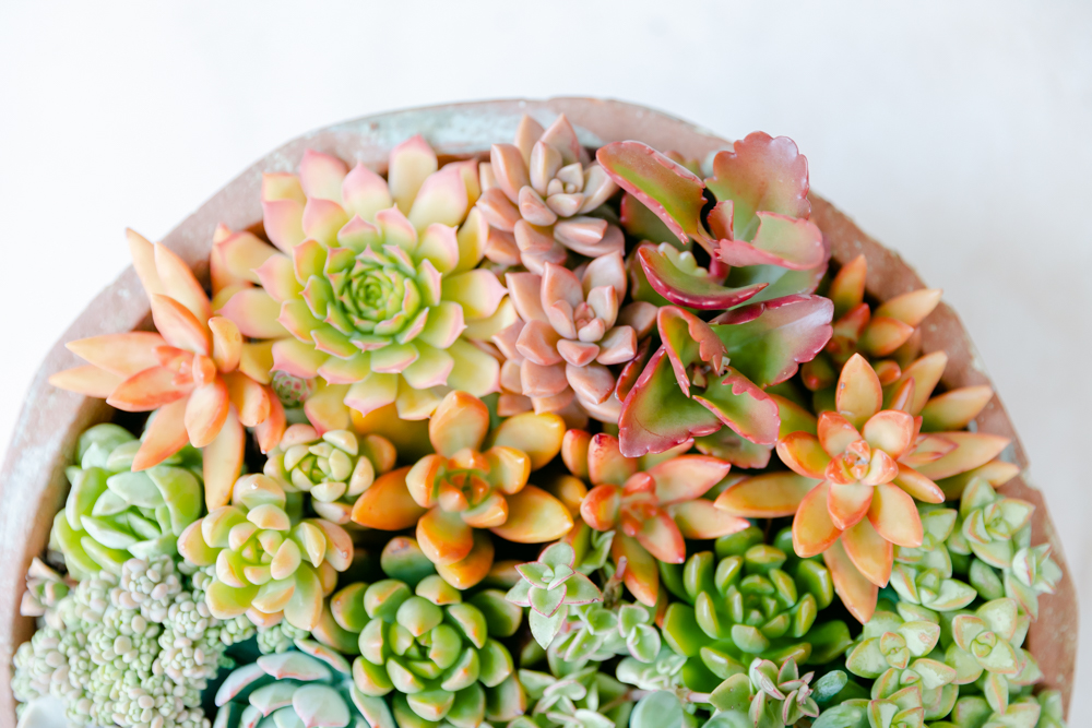 A Rainbow Succulent Bowl- Beijos DIY